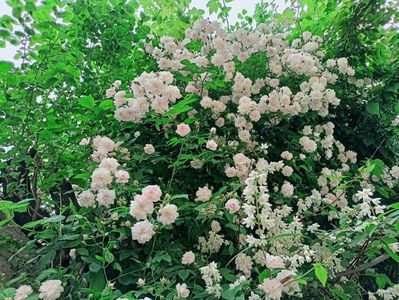 Pauls Himalayan Musk