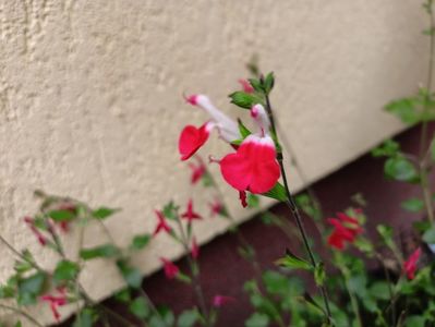 Salvia Hot Lips