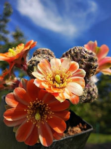 Rebutia pygmaea azuleaparnea