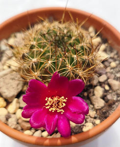 Sulcorebutia mariana var laui