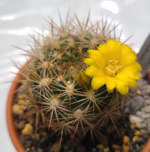 Weingartia multilanata