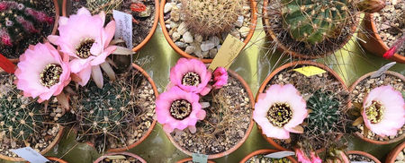 Lobivia jajoiana anemone 1