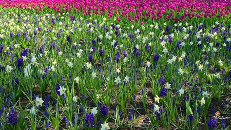 Spring time in Ottawa 6