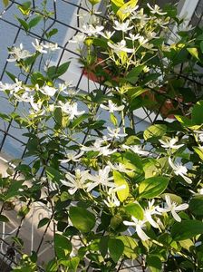 Clematis Mandruska