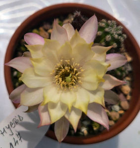 Chamaecereus hb PAN 17 4 147