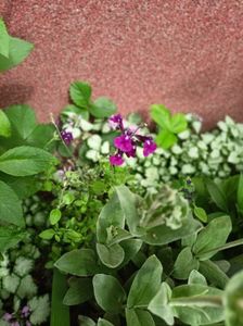 Salvia Amethyst Lips