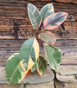 Ficus elastica Tineke, aprox. 25 cm - 15 lei