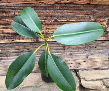 Ficus elastica , aprox. 25 cm - 5 lei