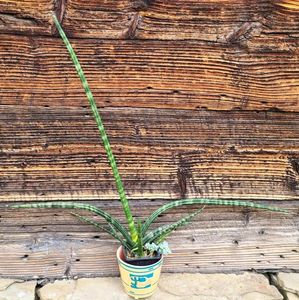 Sansevieria Fernwood Mikado - 5 lei