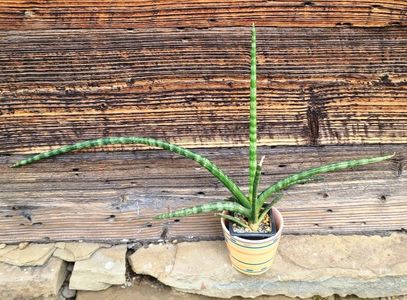 Sansevieria Fernwood MIkado - 5 lei