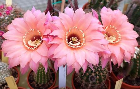 Asa infloreste Lobivia Spring blush