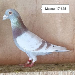 Mascul 17-625