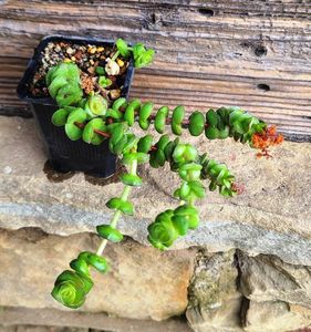 Crassula x Rupestris F. Marnieriana Hotentot - 5 lei