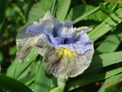 Uncorked (sibirica)