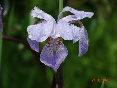 Mrs. Rowe (sibirica)