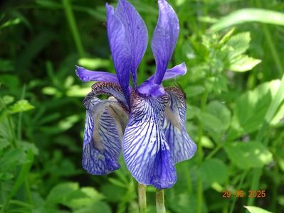 iris missouriensis