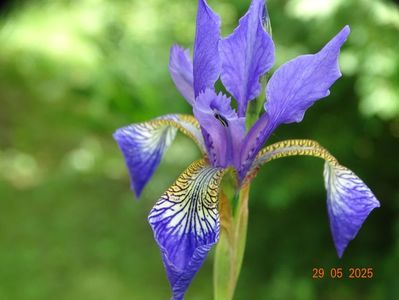 Blue King (sibirica)