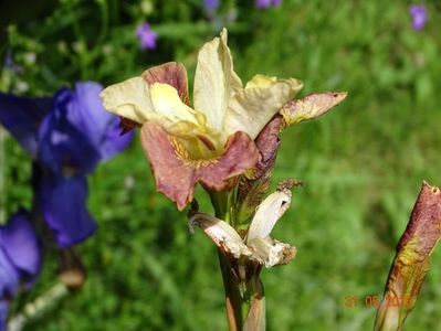 Drink your tea (sibirica)