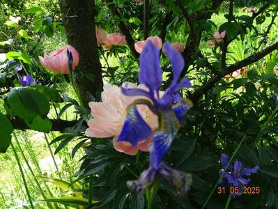 Blue King (sibirica)