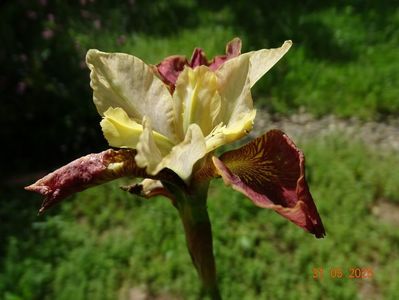 Drink your tea (sibirica)
