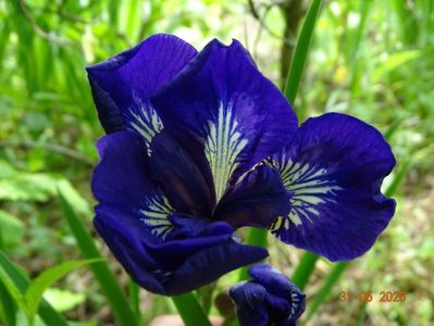 I see stars (sibirica)