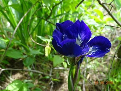 I see stars (sibirica)
