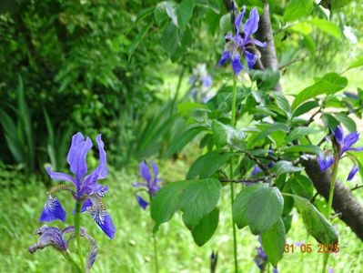 Blue King (sibirica)