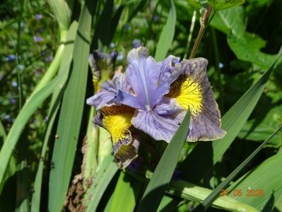 Uncorked (sibirica)
