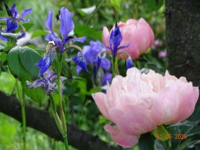 Blue King (sibirica)