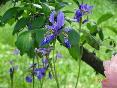 Blue King (sibirica)