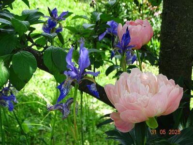 Blue King (sibirica)