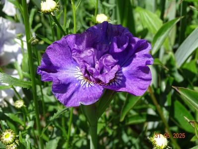 Rosy Bows (sibirica)
