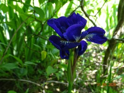 I see stars (sibirica)