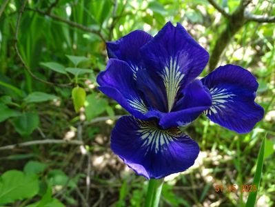 I see stars (sibirica)