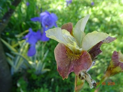 Drink your tea (sibirica)