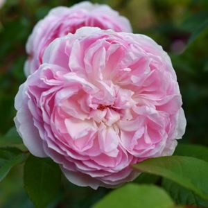 Silas Marner (tufa) 70; Parfum puternic.
Inflorire repetata tot sezonul.
Inaltime 90-100 cm
