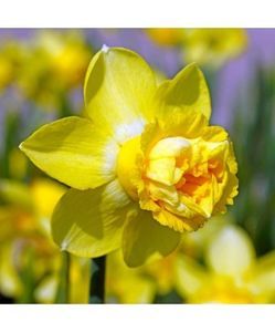 Narcissus, Milena, Galben,