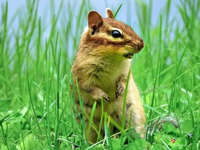 CHIP (or Dale)