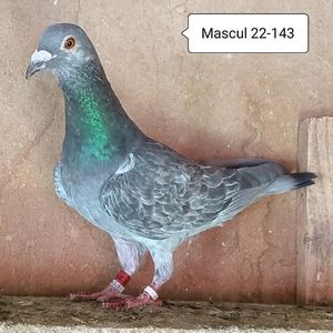 Mascul 22-143