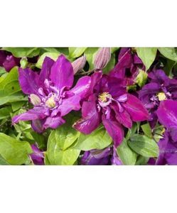 planta-clematis-lech-kaczynski-3