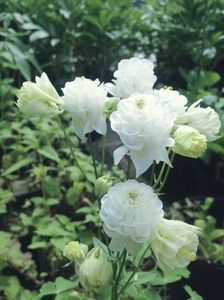 25986-1-aquilegia_vulgaris_winky_white_and_white