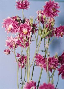 aquilegia_vulgaris_barlow_nora