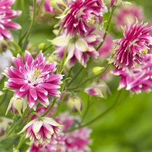 aquilegia-vulgaris-nora-barlow-