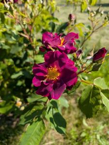 PXL_20250603_070724539