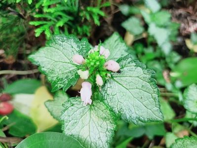 Lamium Pink Pewter