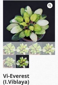 Poza violetviol