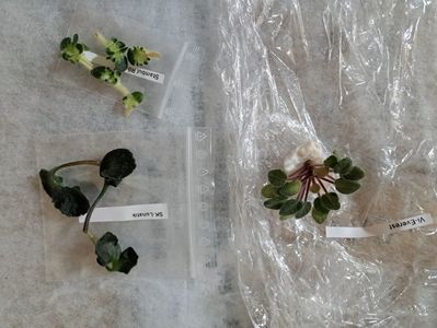 Pui violetviol
