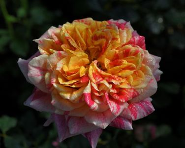 Firecracker (tufa) 60