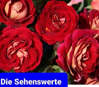 Die Sehenswerte; Ptr. IDENTIFICARE
