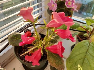Slipper rosu (5-06-2025)